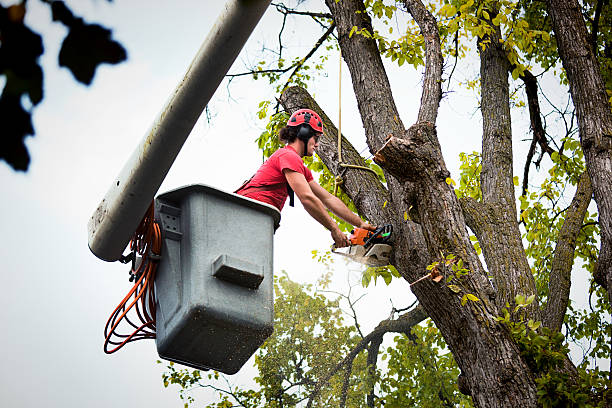 Best Best Tree Removal Services  in Elkton, MD